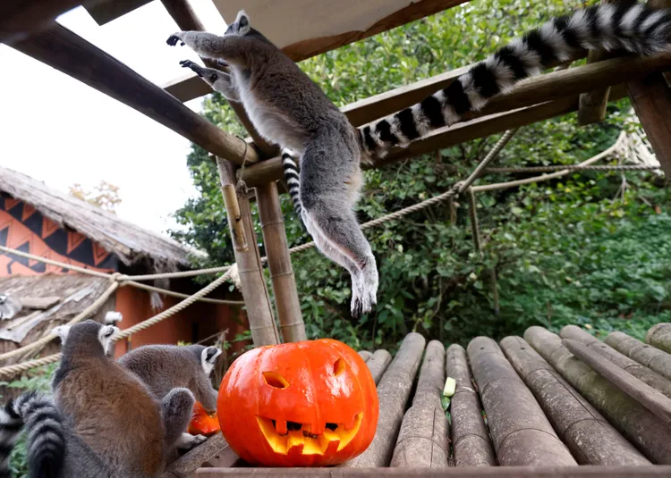 環尾狐猴好吃到跳起來。路透社