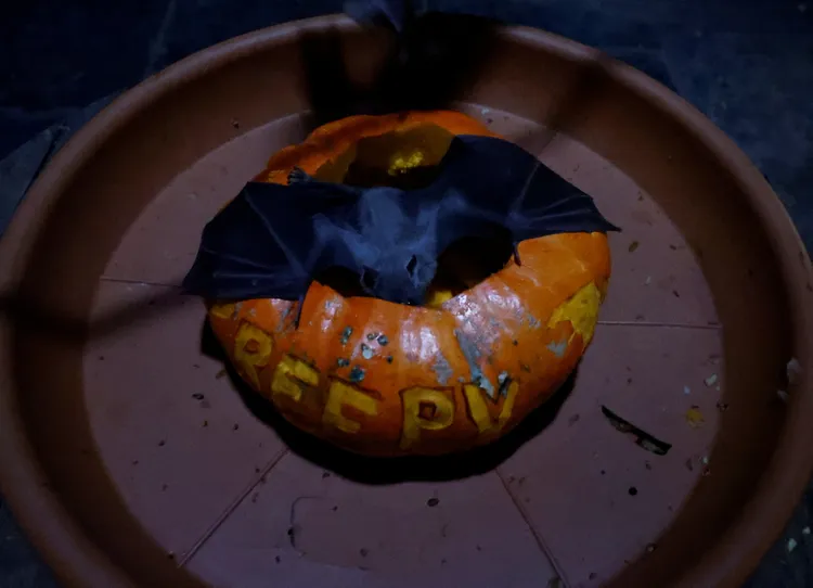 蝙蝠以趴姿吃南瓜。路透社