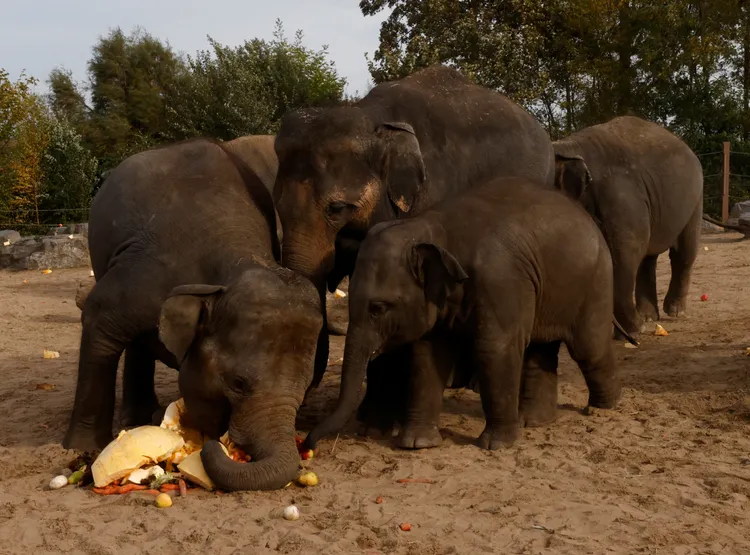 大象輾壓南瓜後再小塊小塊品嘗。路透社