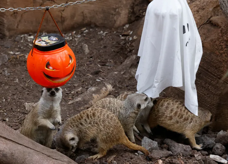 比起南瓜，狐獴好像對「鬼」更有興趣。路透社