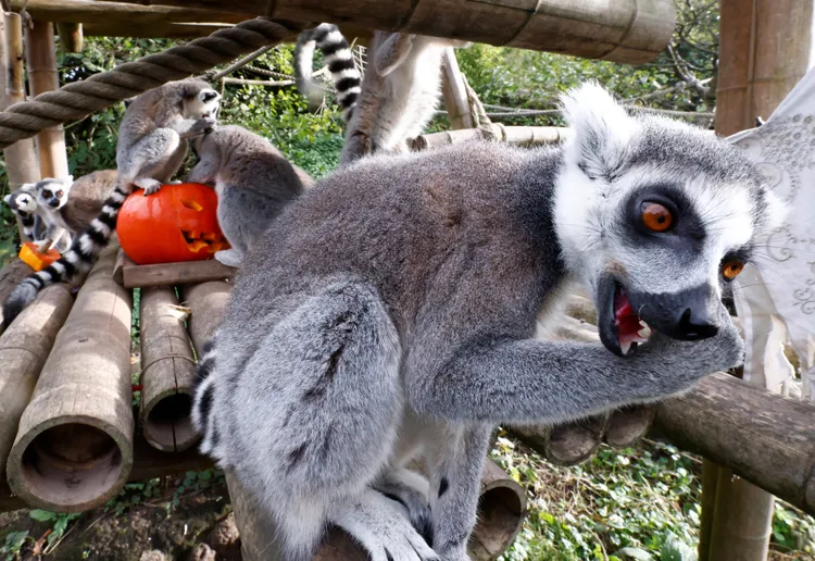 吃飽了「剔牙縫」。路透社