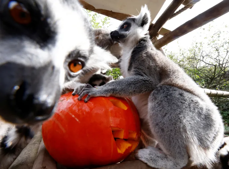 一隻環尾狐猴對鏡頭充滿好奇。路透社