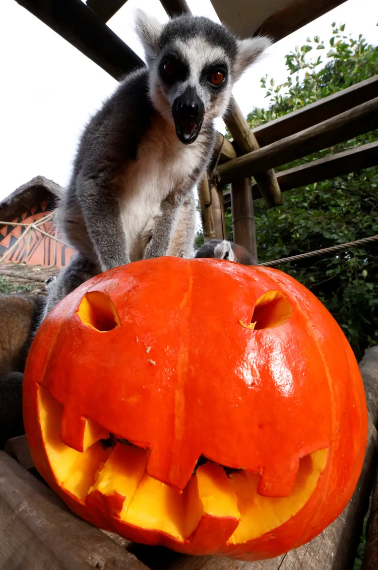 環尾狐猴踩上南瓜，彷彿宣示「我的！」路透社