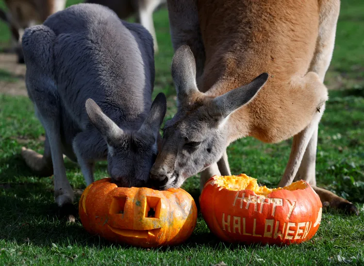 一隻袋鼠不吃自己面前的南瓜，反而搶起隔壁的。路透社