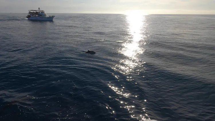 海上迎曙光。花蓮縣政府提供