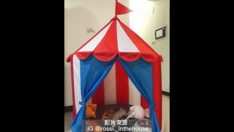 法鬥犬的大遊戲屋，看起來非常舒適。