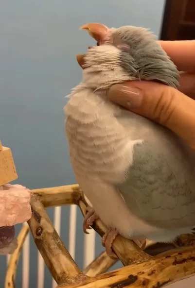 鸚鵡享受鳥奴按摩。