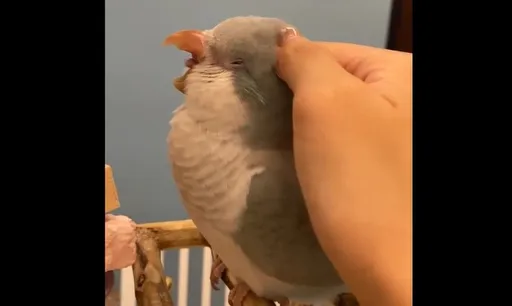 好幸福!喝完奶變天使鸚鵡 鳥奴五星級按摩牠頻打哈欠