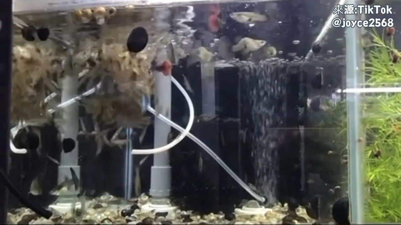 魚缸內充滿蝦,讓人很阿雜呀!