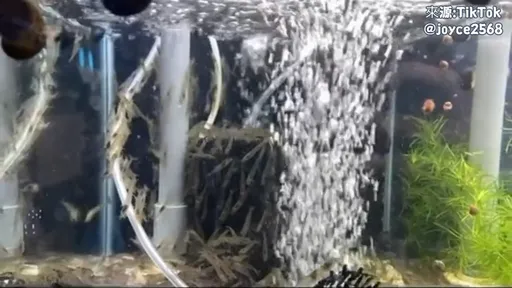 實在很「蝦」! 空空的魚缸一下子倒滿了蝦 密集恐懼症快發作了