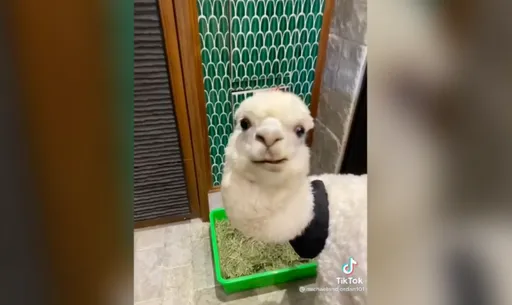 吃飯皇帝大 羊駝享用美食被狂鬧 火大發動口水攻擊