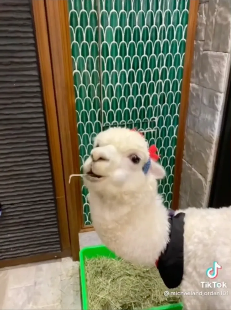 只好發動口水攻擊。