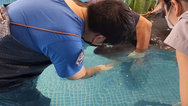 工作人員餵食鎖管給小抹香鯨。基市府提供