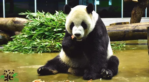 四川專家將來台救大貓熊 農委會證實:團團病況不穩、會儘速配合