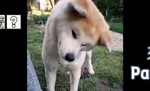 不知什麼讓牠歪頭看入迷 狗狗盯手機模樣超可愛