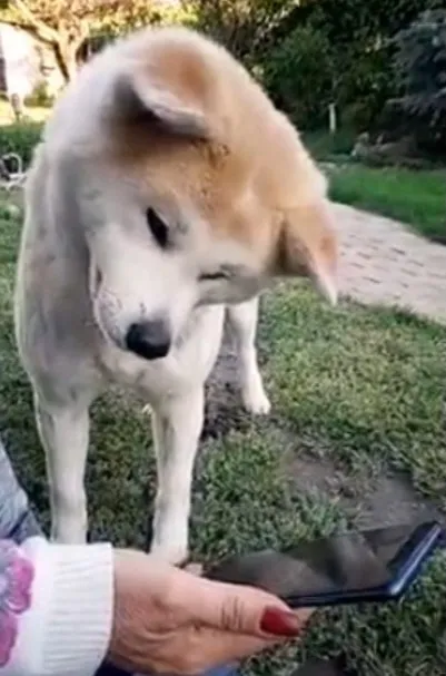 狗狗歪著頭的模樣好可愛。