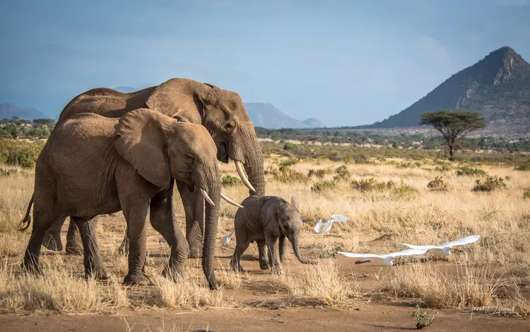 「季風」和家族象群飽受非洲乾旱之苦。Jane Wynyard/Save the Elephants提供