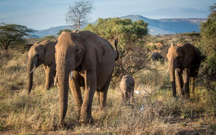 「季風」曾帶領家族爬上山丘，出乎專家的意料之外。Jane Wynyard/Save the Elephants提供