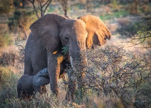 悲!她曾身中5槍、逃過盜獵毒手 傳奇「季風」殞命