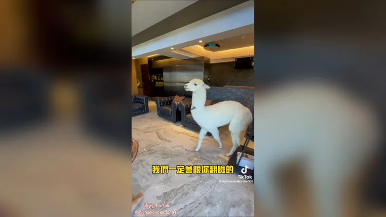 亂摸羊駝小心被飛踢。