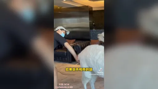 千萬別惹羊駝生氣　小心被一腳飛踢　