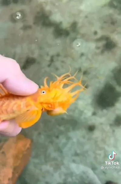 牠們是水中的清道夫。