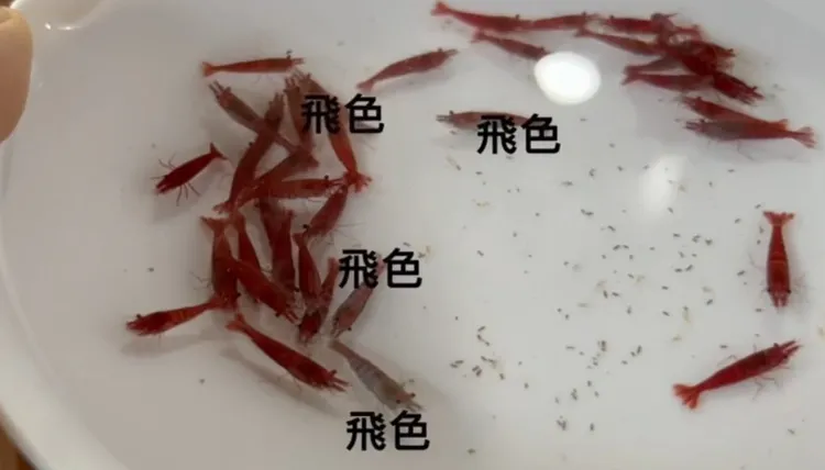 七天後，部分烤漆蝦飛色。