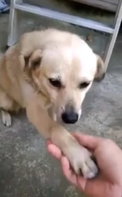 狗狗知道錯了與主人握手。
