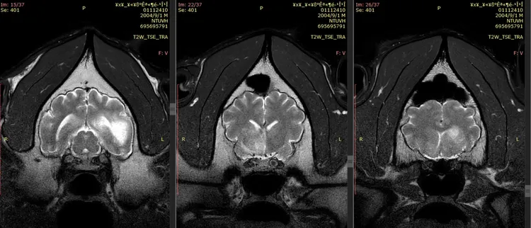 團團第2次MRI(磁振造影)檢查結果出爐。動物園提供