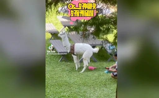 羊駝上廁所發現被偷窺　超殺眼神瞪到你心裡發毛