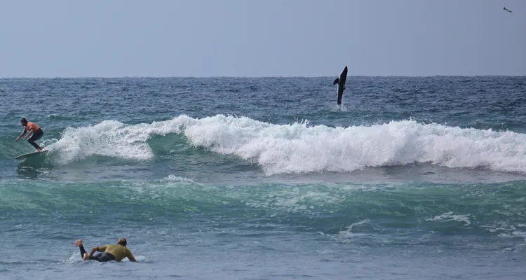 賽事主辦單位公布另一角度照片，可見躍出海面的鯊魚，距離衝浪者距離相當近。翻攝聖歐諾福衝浪俱樂部（San Onofre Surfing Club）官方臉書