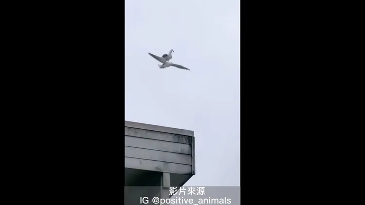 難道這是傳說中的比翼雙飛嗎？