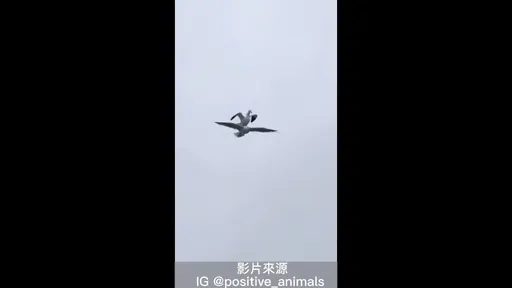 這是比翼雙飛嗎？　飛行時請繫好安全帶喔！ 