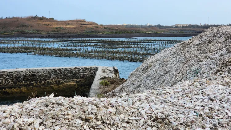 蚵殼堆積產生惡臭，影響環境。許逸民攝