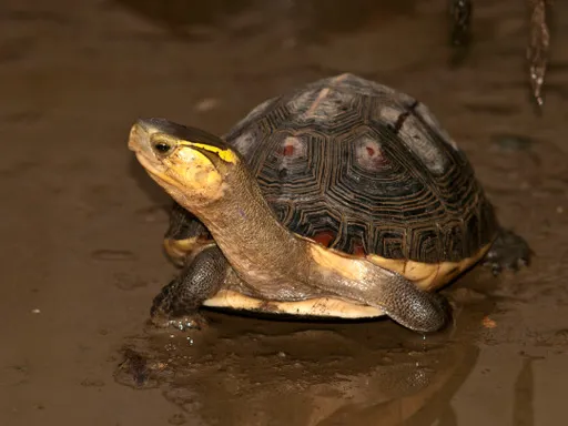 他網拍阿公珍藏的龜殼　芭比Ｑ了！因這原因慘噴3萬