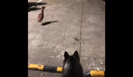 暗夜尾隨！二哈見鳥兒好奇心噴發　上演一追一逃大作戰