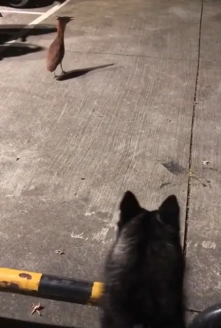 鳥兒事後回想起來仍心有餘悸？