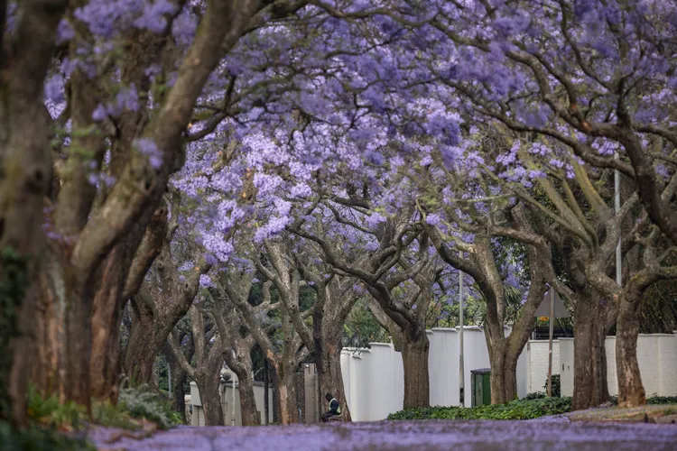 賞花已成為約翰尼斯堡民眾春季活動。法新社