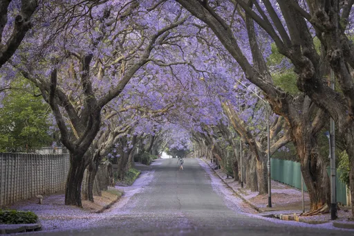 春神降臨　南非藍花楹盛開浪漫不輸櫻花