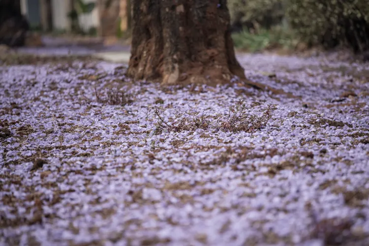 據說藍花楹的花瓣掉落頭上代表考試好運。法新社