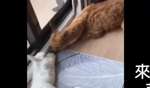 閃瞎單身狗!2羊駝趴地嘴對嘴親親 是在演哪齣偶像劇