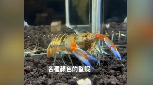 螯蝦也出東方風青花瓷款　還有粉紅色！女孩兒都說好看　