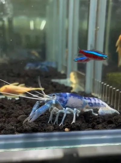 螯蝦顏色猶如青花瓷。