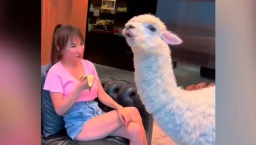 打我啊！狠搶香蕉不輸熱褲女　羊駝還把這一口吃下