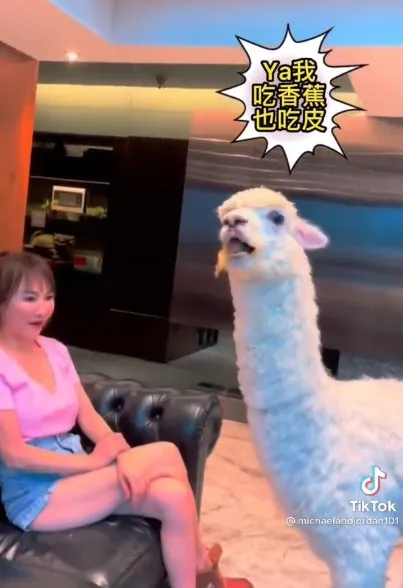 啊！被發現我吃香蕉不吐香蕉皮。