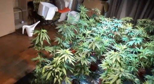 高雄男進口零食夾藏大麻花被盯上 警埋伏逮人查獲大麻培育場