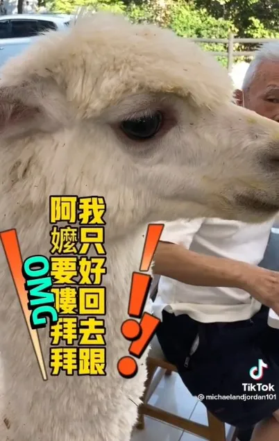 討不到紅蘿蔔，還是回家再吃吧！