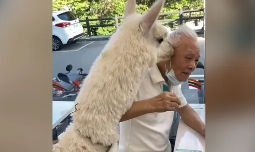 萌獸逛超商找爺爺討紅蘿蔔　「居然沒吐口水」網友讚有禮貌