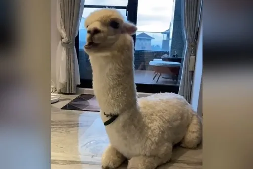 颱風天不要亂跑！很重要所以說3遍　萌獸慘關家中臉歪眼神死