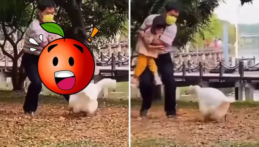 爺孫倆被鵝追擊!竟拿孫女當武器「退敵」 網讚嘆:這影片後勁好強